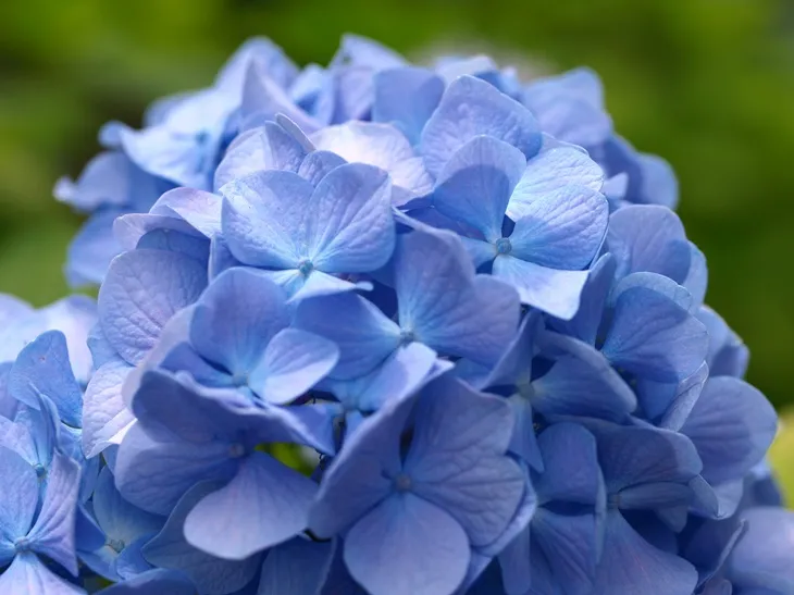 [1001268] Hydrangea macrophylla Boule Bleue Pot P23 ** Hortensia **