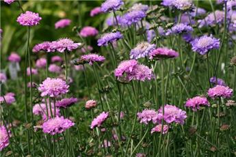 [1001278] Scabiosa Flutter Rose pink Pot P17cm