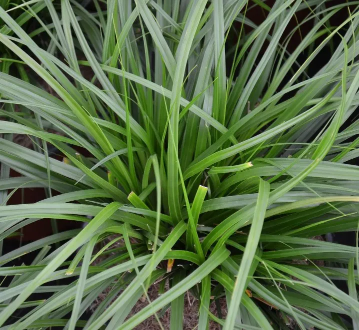 Carex oshimensis Evergreen P15 cm ** Feuillage vert persistant ** Laîche **
