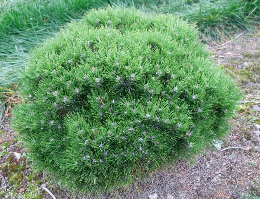 [1001312] Pinus mugo Mumpitz 30 35 cm Pot C7.5L ** Pin nain **