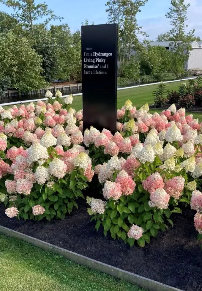 [1001394] Hydrangea paniculata Living Pink And Rose Pot C3Litres