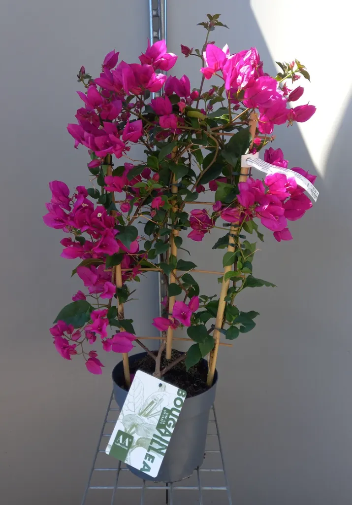 [1001396] Bougainvillea sanderiana Variés 70 cm P21