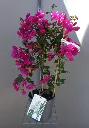 Bougainvillea sanderiana Variés 70 cm P21