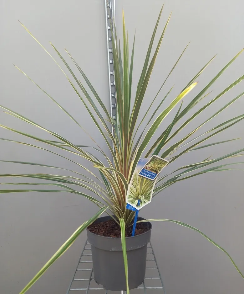 [1001402] Cordyline Australis Variés P19