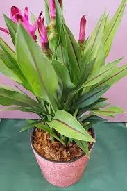 [1001440] Curcuma Healthy Joy P15
