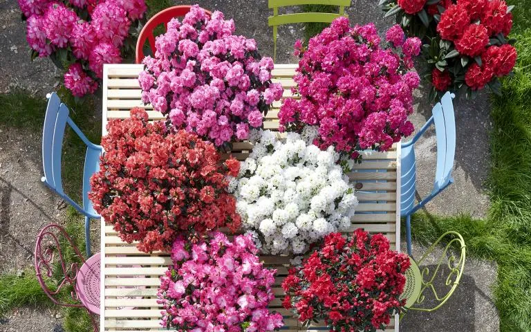[1001484] Azalea japonica Hortinno Primavera P13