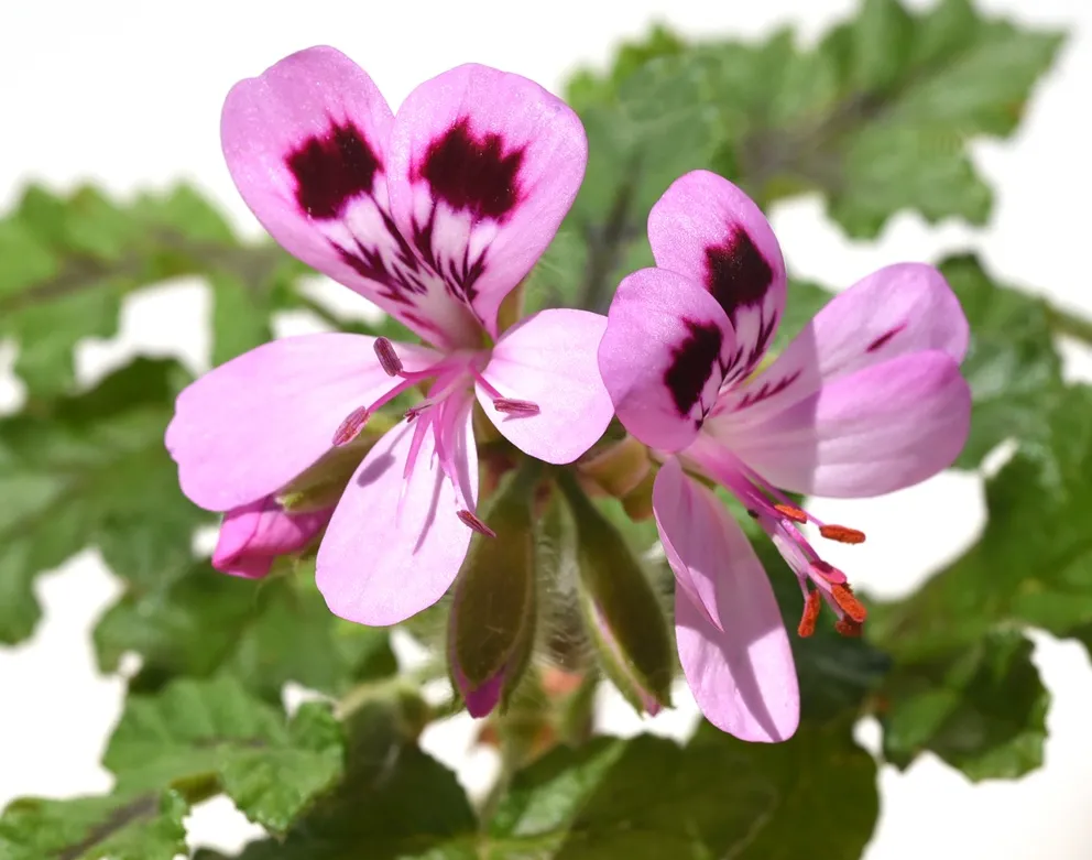 [1001510] Pelargonium Royal Oak Pot C1.5L - Géranium odorant