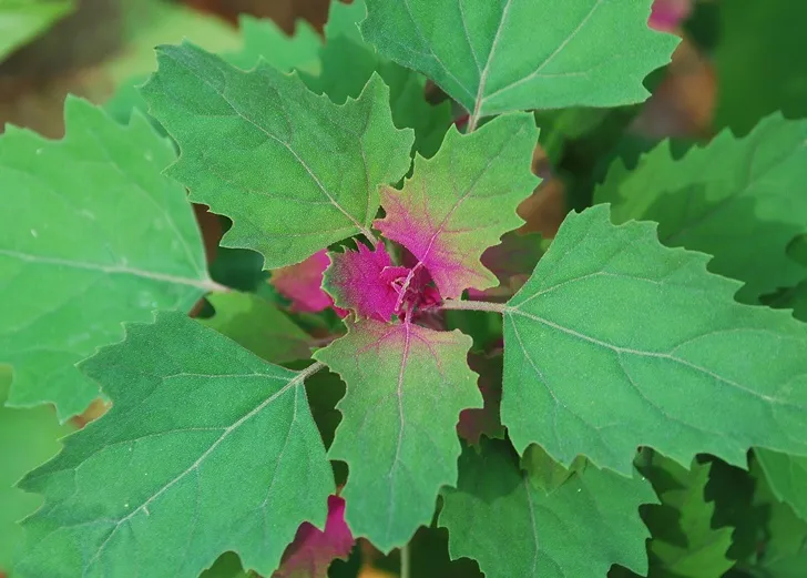 Chenopodium giganteum Pot C1.5