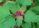 Chenopodium giganteum Pot C1.5