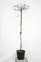 Wisteria brachybotrys Shiro Kapitan Fuji Parasol tronc +/- 180 cm Pot C18Litres ** Glycine blanche en parasol **