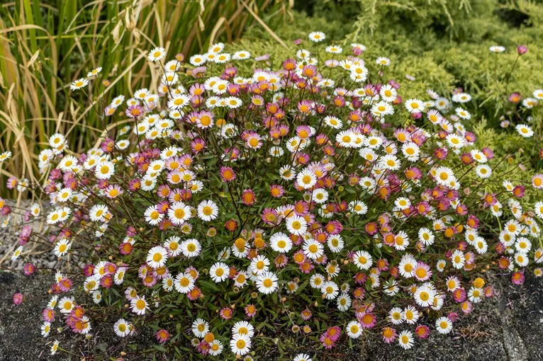 [1001563] Erigeron Karvinskianus Pot P15 cm - Flor. tout l'été