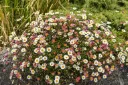 Erigeron Karvinskianus Pot P15 cm - Flor. tout l'été