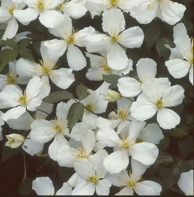 [1001565] Clematis montana Odorata Pot C2 - clématite très parfumée