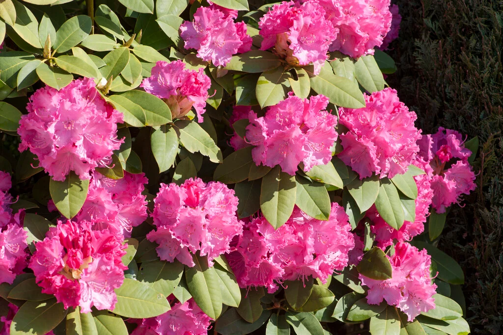 [1001569] Rhododendron Germaniana 100 120 Pot C25