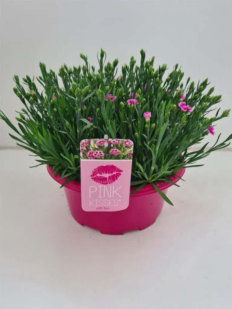 [1001595] Dianthus Pink Kisses coupe D27 cm - Oeillet nain vivace