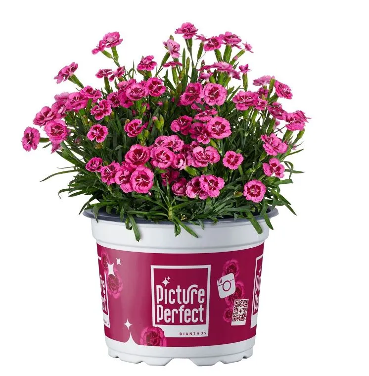 [1001597] Dianthus Picture Perfect Pot P10-11 cm - Oeillet nain vivace
