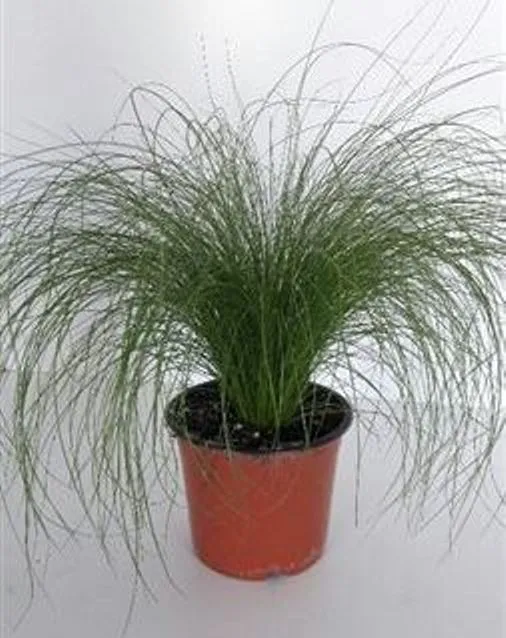 Stipa tenuissima Ponytails Pot P10.5 ** Cheveux d'Ange **