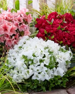 [1001603] Azalea japonica Perfecto Mundo White® Pot C3 - Refleuri.