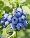 Vaccinium Blue Dessert Pot 19 cm - Myrtillier tardif
