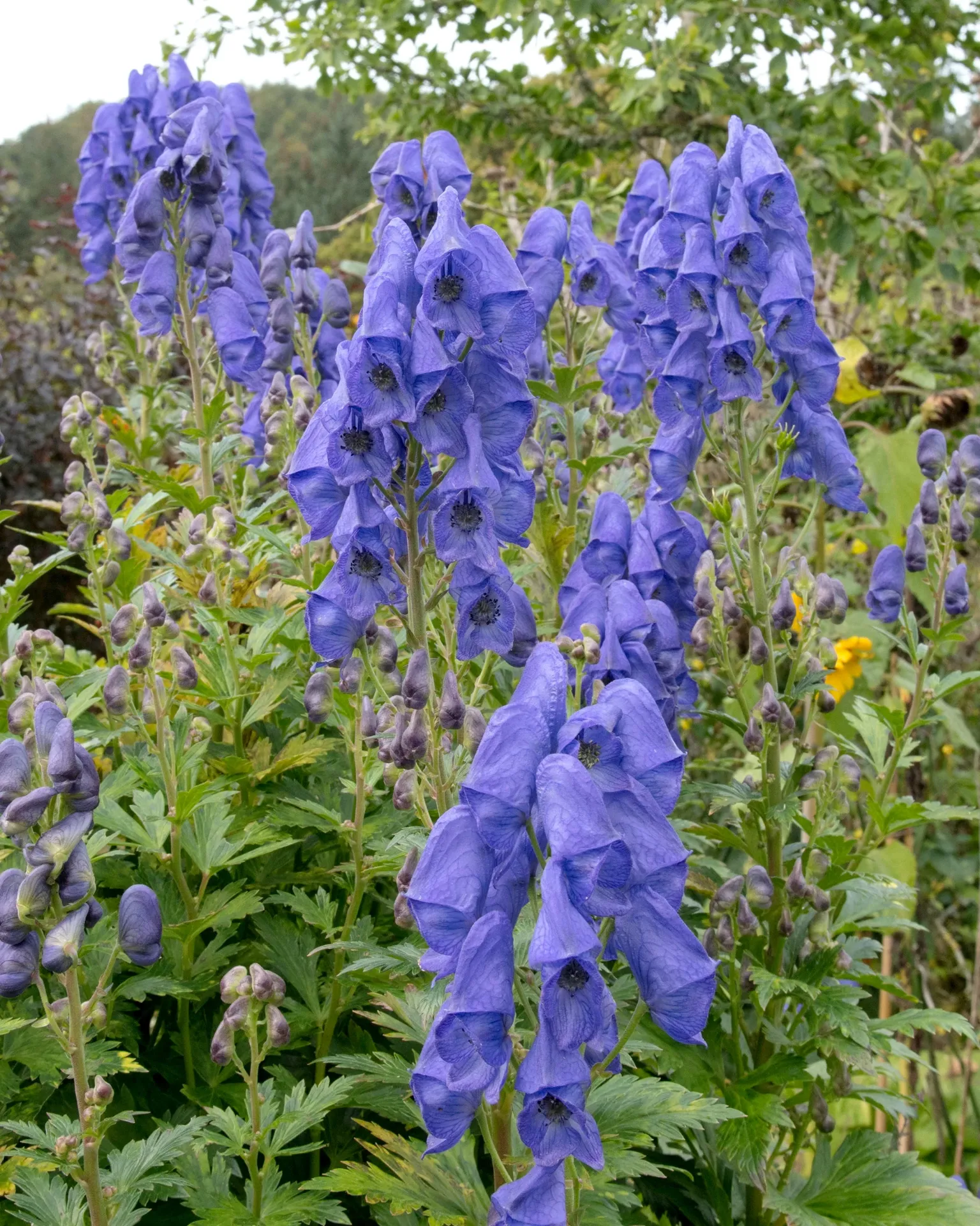 Aconitum carmichaellii Arendsii Pot P9