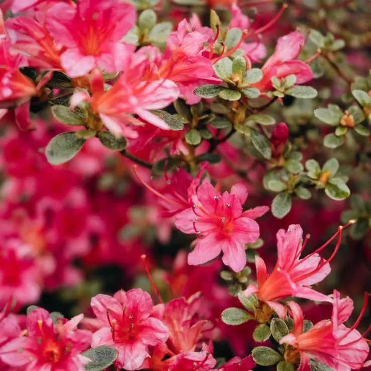 [1001707] Azalea japonica Arabesk 80 100 XXL Pot C25Litres- Azalée du japon rouge