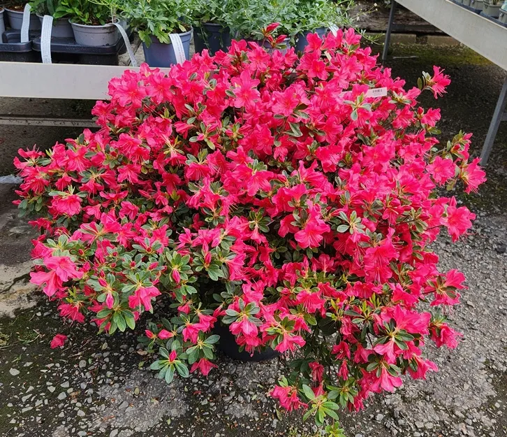 Azalea japonica Arabesk 80 100 XXL Pot C25Litres- Azalée du japon rouge
