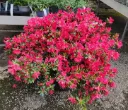 Azalea japonica Arabesk 80 100 XXL Pot C25Litres- Azalée du japon rouge