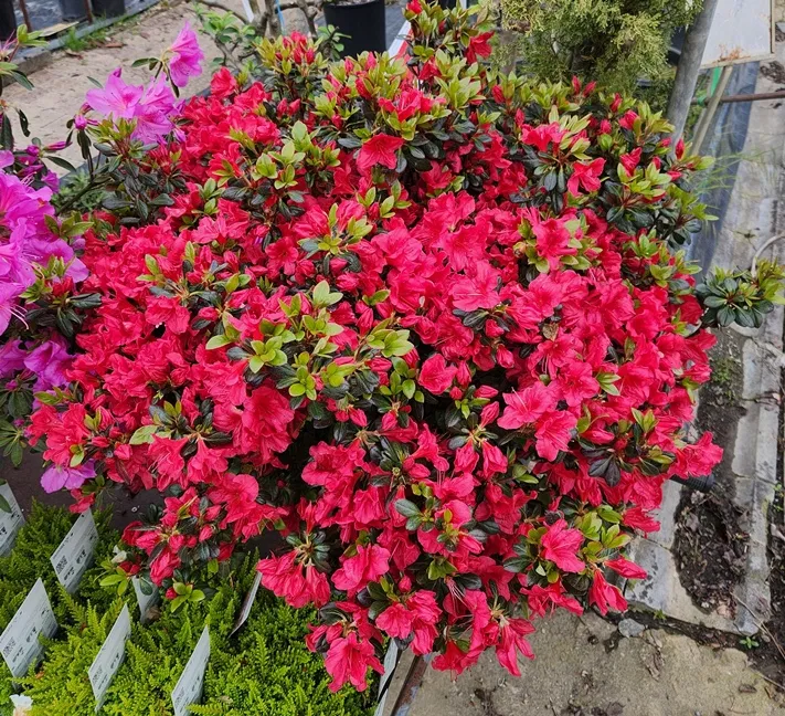 [1001711] Azalea japonica Johanna 80 100 cm XXL Pot C25Litres ** Feuil. déco. en hiver **