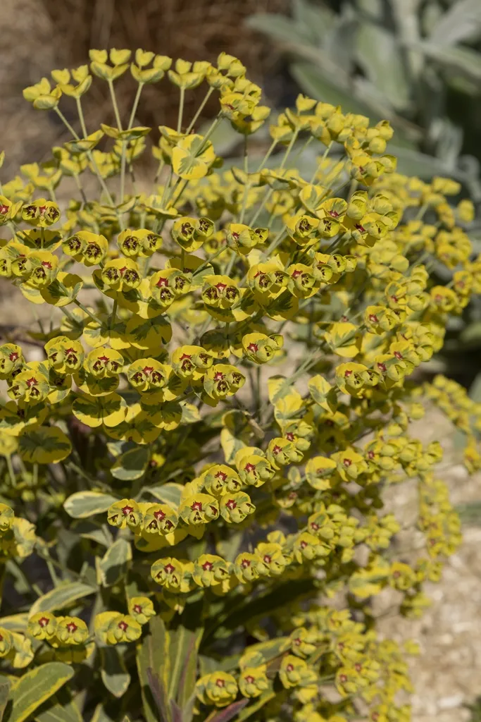 [1001719] Euphorbia amygdaloides Ascot Rainbow ® C1Litre