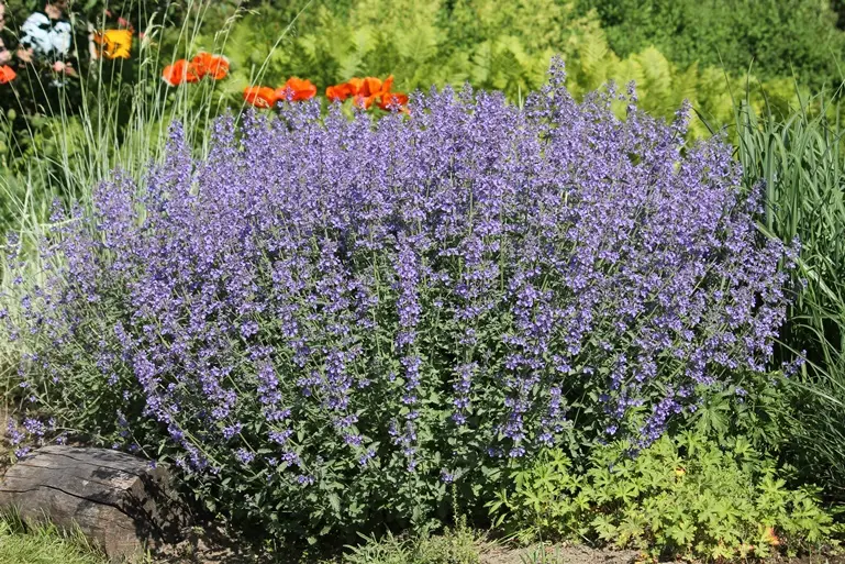 [1001723] Nepeta faassenii Kit Kat Pot C2Litres. Herbe aux chats.