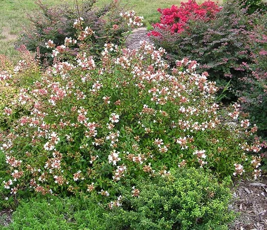 Abelia grandiflora Little Richard Pot C4Litres