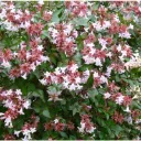 Abelia grandiflora Sherwood Pot C7.5Litres