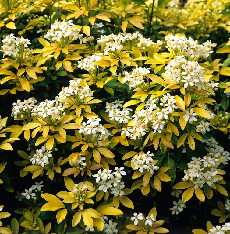 [1001735] Choisya ternata Sundance (Brica) 40 60 Pot C3Litres * Oranger du Mexique parfumé.