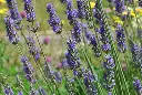 Lavandula Grosso XXL Pot C10Litres - Lavandin