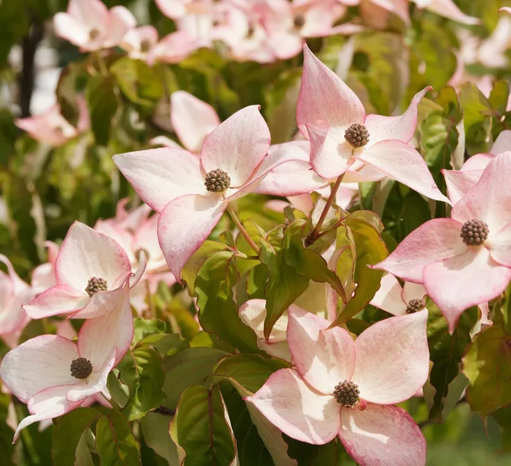 [1001741] Cornus kousa Beni Fuji Pot C10litres