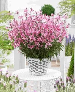 [1001751] Gaura lindheimeiri Tutti Frutti Pot P9