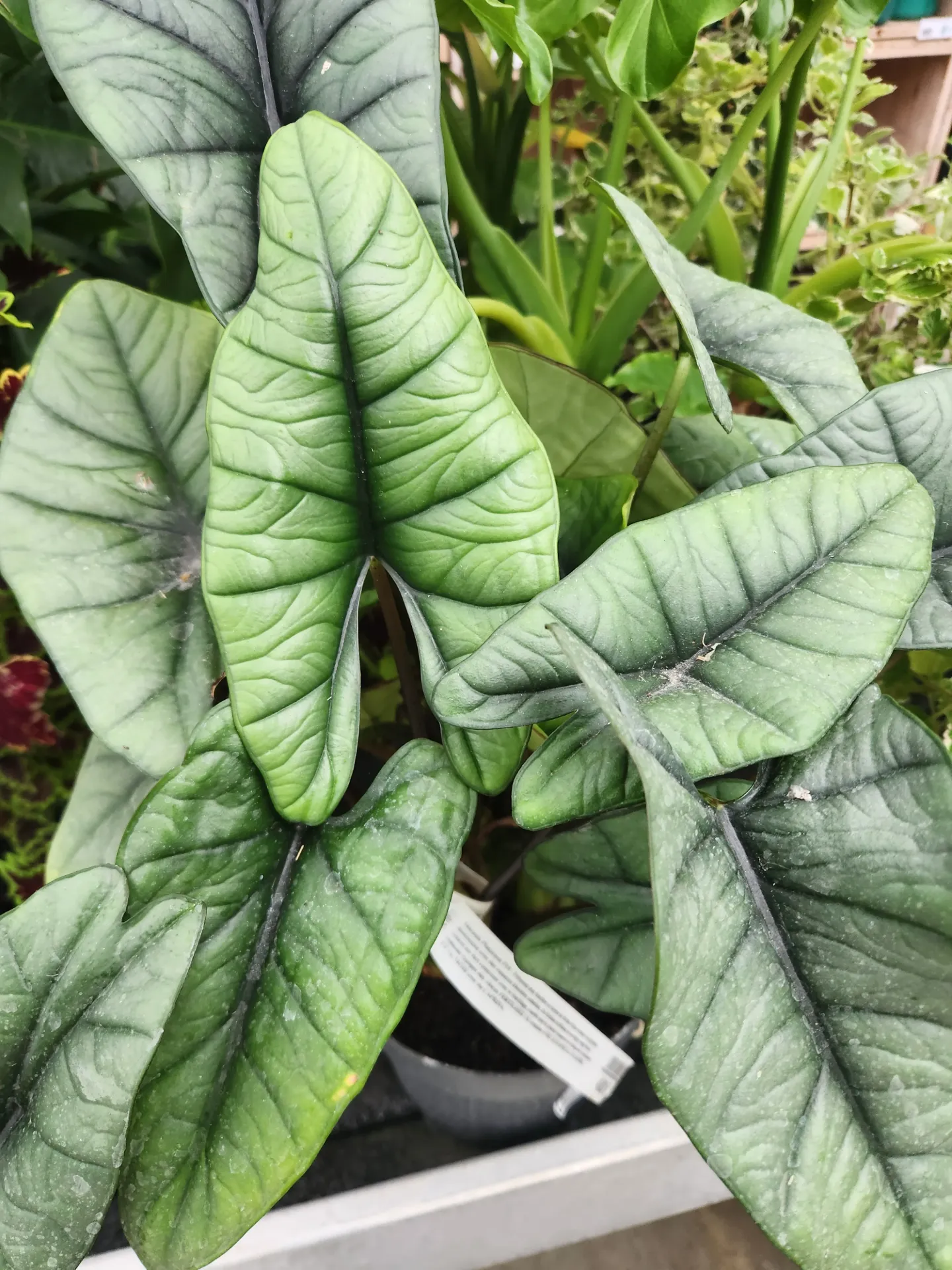 Alocasia Platinium P19