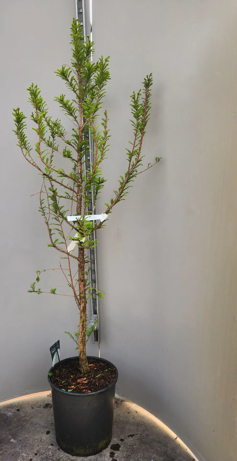 Taxodium distichum Peve Minaret 125 150 pot C18