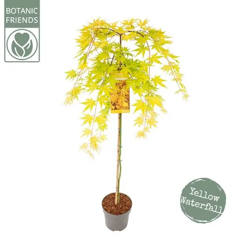 [1001804] Acer Palmatum Cascade Gold tige 100 cm Pot C6Litres** Erable du Japon vert pleureur **