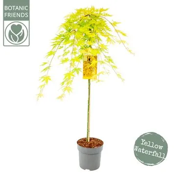 [1001806] Acer Palmatum Cascade Ruby tige 100 cm Pot C6Litres ** Erable du Japon vert pleureur **