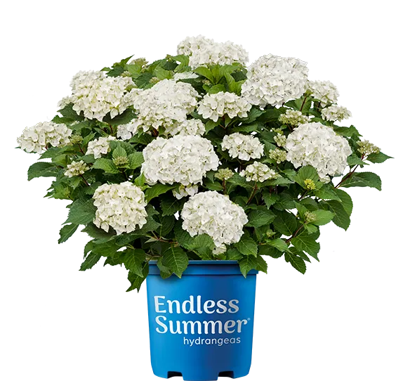 [1001808] Hydrangea macrophylla Endless Summer Dreamcloud Pot P23 cm ** Hortensia **