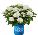 Hydrangea macrophylla Endless Summer Dreamcloud Pot P23 cm ** Hortensia **