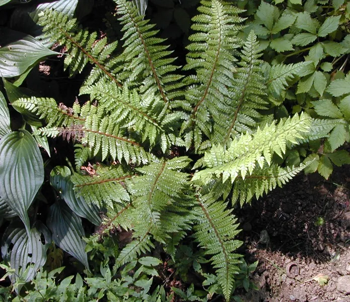 [1001814] Polystichum makinoi Pot P17 cm - Fougère