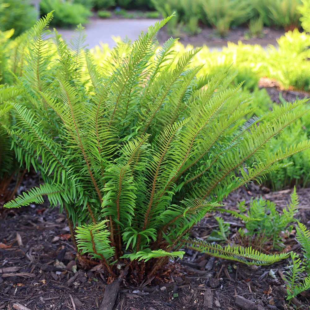 [1001816] Polystichum munitum Pot P17 cm - Fougère