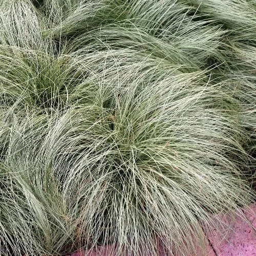 [1001820] Carex comans Amazon Mist Pot P15 ** Laîche **