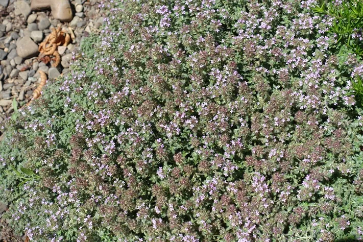 [1002687] Thymus praecox Pseudolanuginosus Pot P9