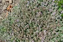 Thymus praecox Pseudolanuginosus Pot P9
