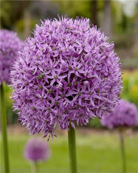 Allium Universe XXL Pot P17 cm - Ail décoratif à très grosses fleurs.