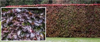 Fagus sylvatica Purpurea POT 80 100 cm  ** - Hêtre pourpre en pot : se plante toute l´année **