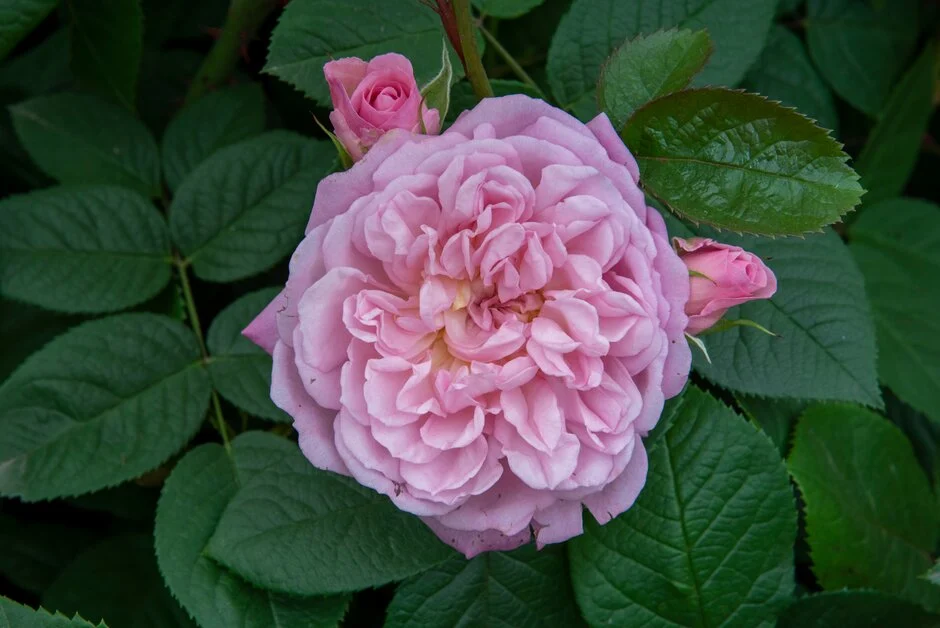 [1001953] Rosier Elizabeth® Pot C5 **Parfumé**
